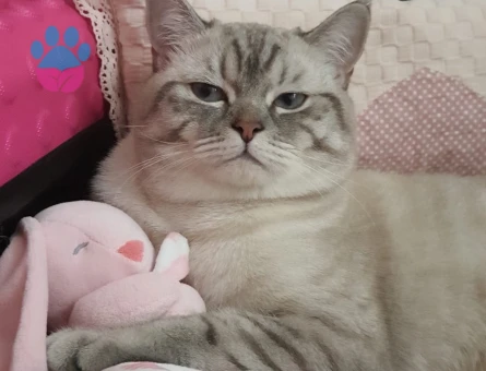 Erkek British Blue 1 yaşında Eş Arıyoruz.