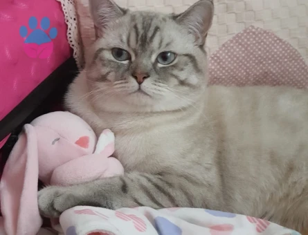 Erkek British Blue 1 yaşında Eş Arıyoruz.