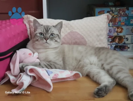 Erkek British Blue 1 yaşında Eş Arıyoruz.