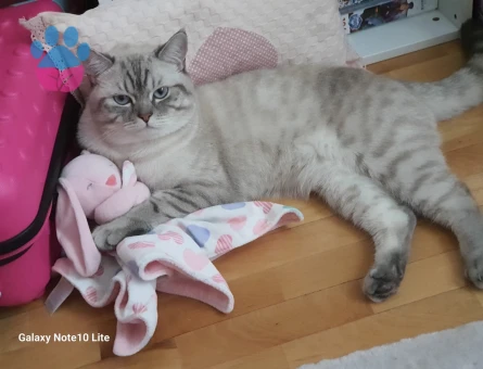 Erkek British Blue 1 yaşında Eş Arıyoruz.