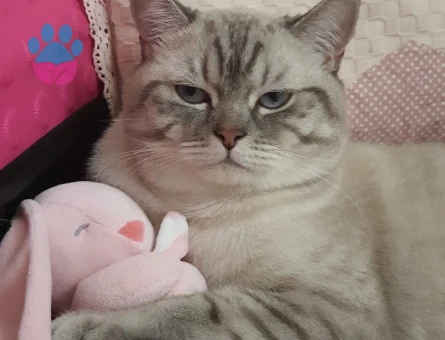 Erkek British Blue 1 yaşında Eş Arıyoruz.