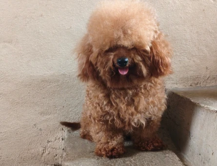 3 yaşında Erkek Poodle Eş Arıyor - 118984564