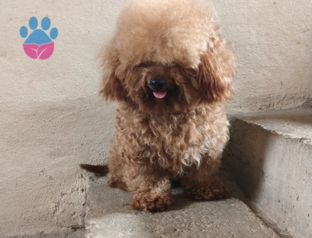 3 yaşında Erkek Poodle Eş Arıyor