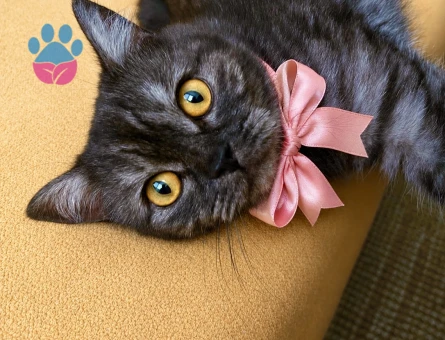 British Shorthair Bal gözlü kızımıza Eş arıyoruz