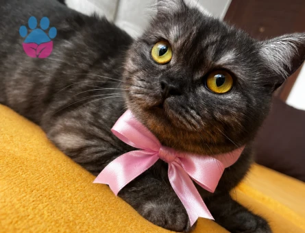 British Shorthair Bal gözlü kızımıza Eş arıyoruz