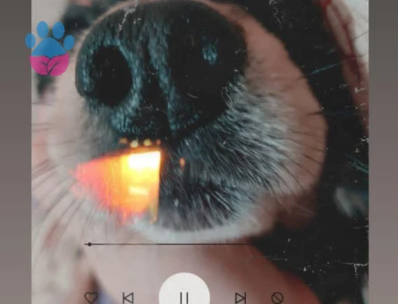 Cavalier King Charles Spaniel 5 Yaşında Eş Arıyor