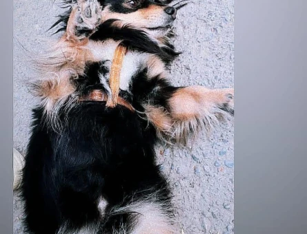 Cavalier King Charles Spaniel 5 Yaşında Eş Arıyor - 118971019