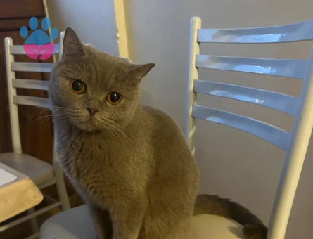 British Shorthair Kızım Luna'ya eş arıyorum