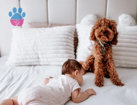 1,5 Yaşında erkek ToyPoodle oğlumuza eş arıyoruz