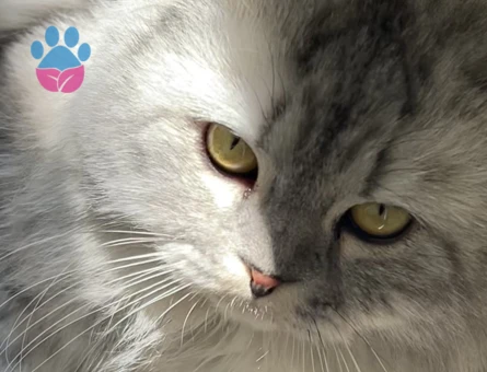 Behlüle Bihter arıyorum