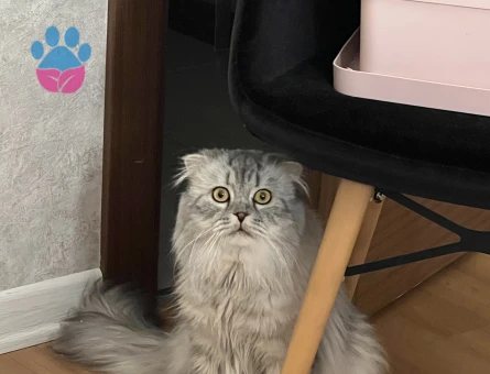 Behlüle Bihter arıyorum