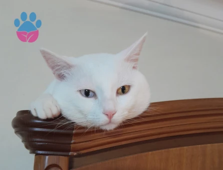 Van kedisi oğlumuza eş arıyoruz