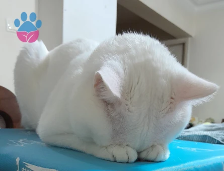 Van kedisi oğlumuza eş arıyoruz