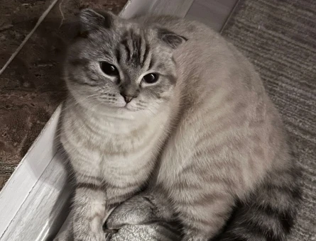 scottish fold kızımıza damat arıyoruz - 118979201