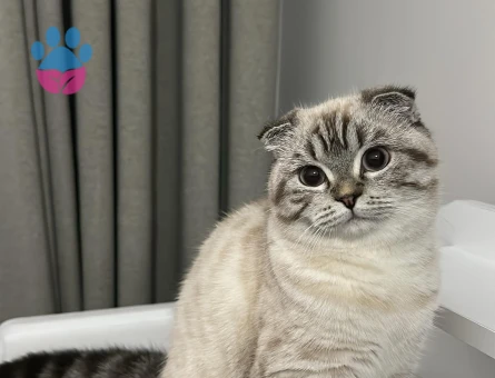 scottish fold kızımıza damat arıyoruz