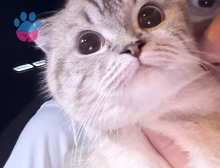 scottish fold kızımıza damat arıyoruz
