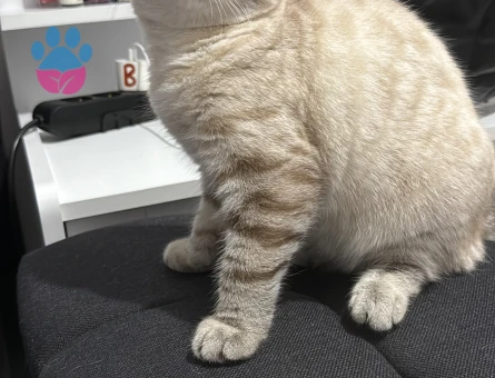 scottish fold kızımıza damat arıyoruz