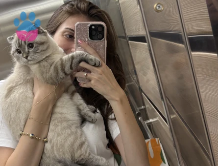 scottish fold kızımıza damat arıyoruz