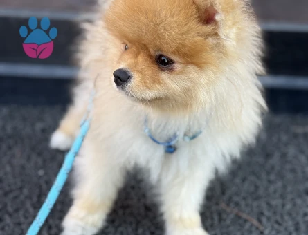 FİFİ OĞLUMA DİŞİ EŞ ARIYORUM