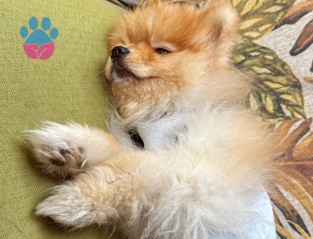 FİFİ OĞLUMA DİŞİ EŞ ARIYORUM