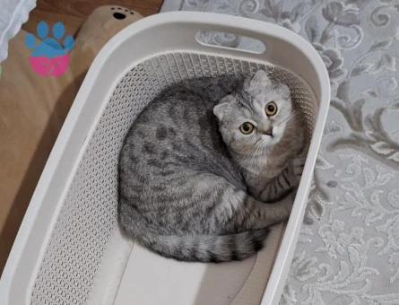 Scottish Fold kızıma eş arıyorum - 118984850