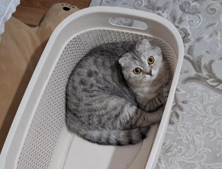 Scottish Fold kızıma eş arıyorum - 118984850