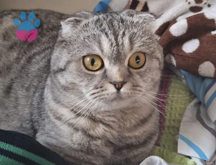 Scottish Fold kızıma eş arıyorum - Görsel 3