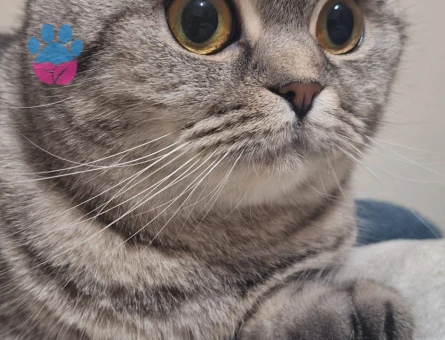 Scottish Fold kızıma eş arıyorum - Görsel 4