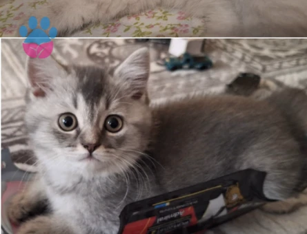 Scottish Fold kızıma eş arıyorum - Görsel 5