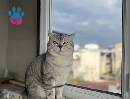 British Shorthair Kedime eş arıyorum - 118984852