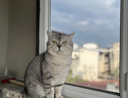 British Shorthair Kedime eş arıyorum - 118984852
