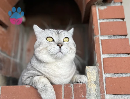 British Shorthair Kedime eş arıyorum - Görsel 3