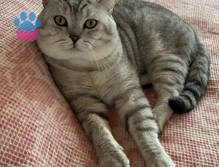 British Shorthair Kedime eş arıyorum - Görsel 4