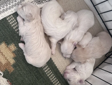 5 tane yavru Maltese Terrier bebekler - 7245
