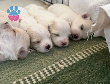 5 tane yavru Maltese Terrier bebekler - 7245 - Görsel 3