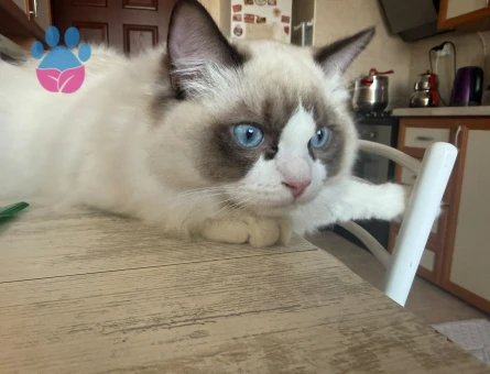 Ragdoll 1 Yaşında Eş Arıyor - 118984856
