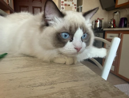 Ragdoll 1 Yaşında Eş Arıyor - 118984856