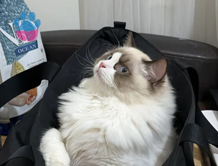 Ragdoll 1 Yaşında Eş Arıyor - Görsel 3