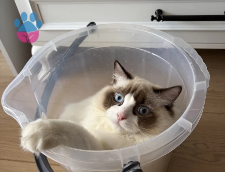 Ragdoll 1 Yaşında Eş Arıyor - Görsel 4