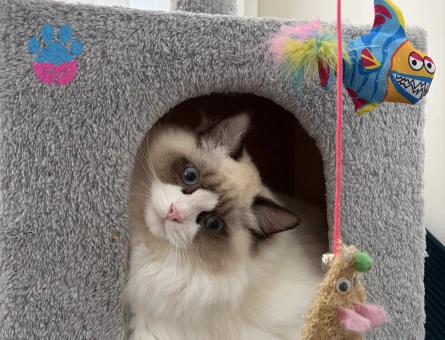 Ragdoll 1 Yaşında Eş Arıyor - Görsel 5