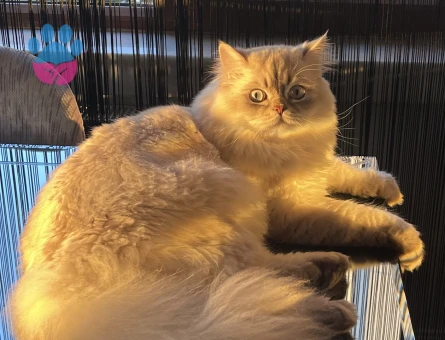 Scottish Fold Oğluma Aşılı Eş Arıyoruz - 118984857