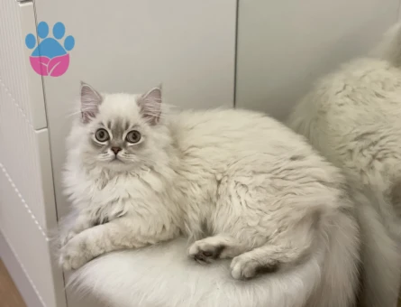 Scottish Fold Oğluma Aşılı Eş Arıyoruz - Görsel 4