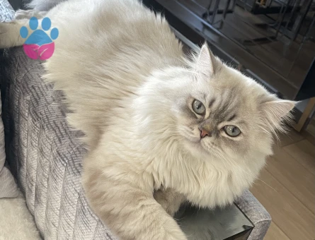 Scottish Fold Oğluma Aşılı Eş Arıyoruz - Görsel 3