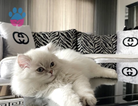 Scottish Fold Oğluma Aşılı Eş Arıyoruz - Görsel 5