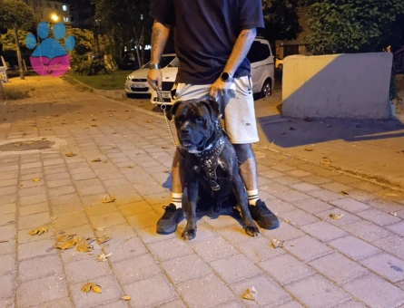 Prese Canario Paşama Eş Arıyorum - 118984859