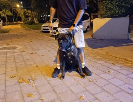 Prese Canario Paşama Eş Arıyorum - 118984859