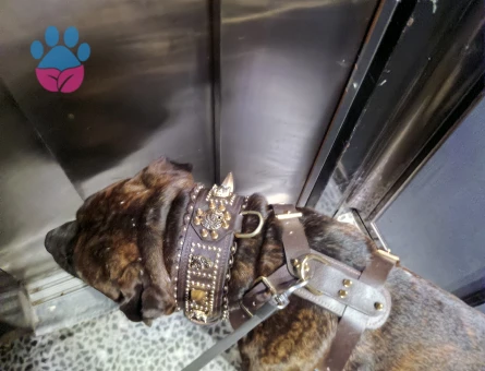 Prese Canario Paşama Eş Arıyorum - Görsel 3