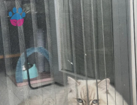 British longhair Oğluma uygun eş adayı arıyorum
