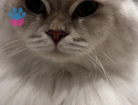 British longhair Oğluma uygun eş adayı arıyorum