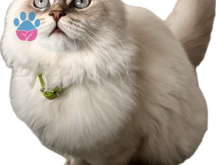 British longhair Oğluma uygun eş adayı arıyorum